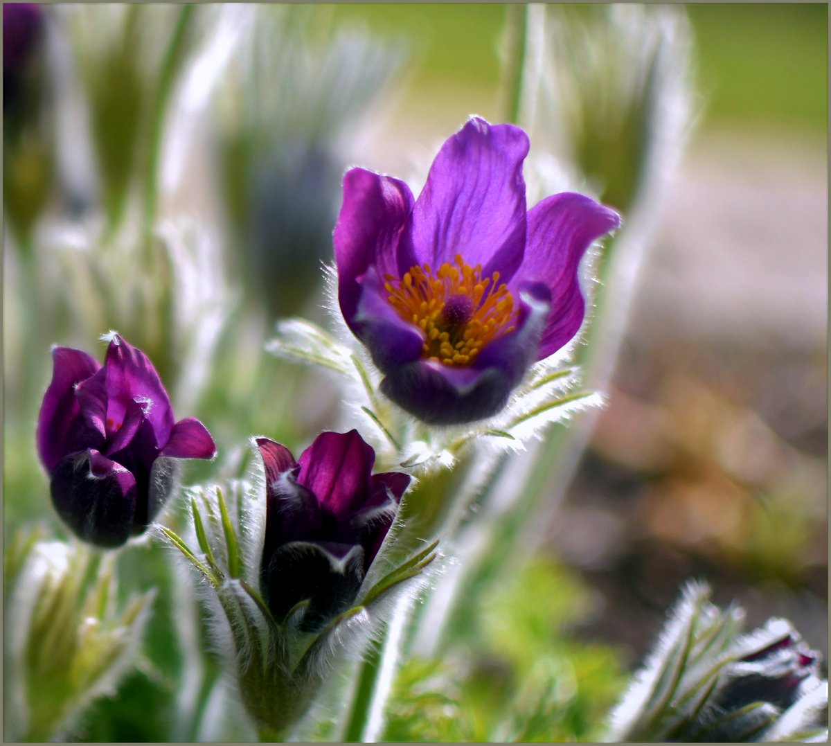 ... Pulsatilla Vulgaris ...Oder auch Küchenschelle ,Kuhschelle genannt ...