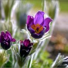 ... Pulsatilla Vulgaris ...Oder auch Küchenschelle ,Kuhschelle genannt ...