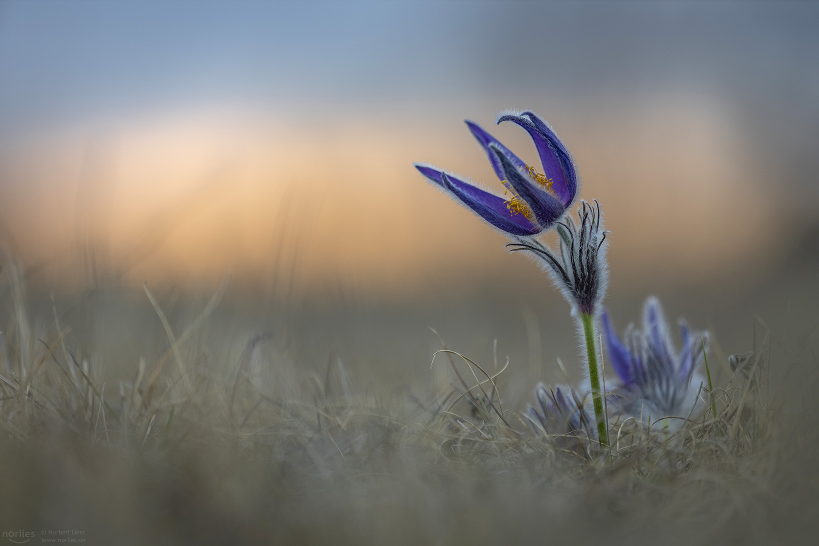 pulsatilla vulgaris on the field