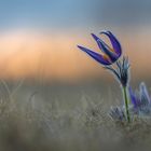 pulsatilla vulgaris on the field