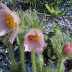 Pulsatilla vulgaris "Perlenglocke"