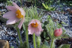 Pulsatilla vulgaris "Perlenglocke"