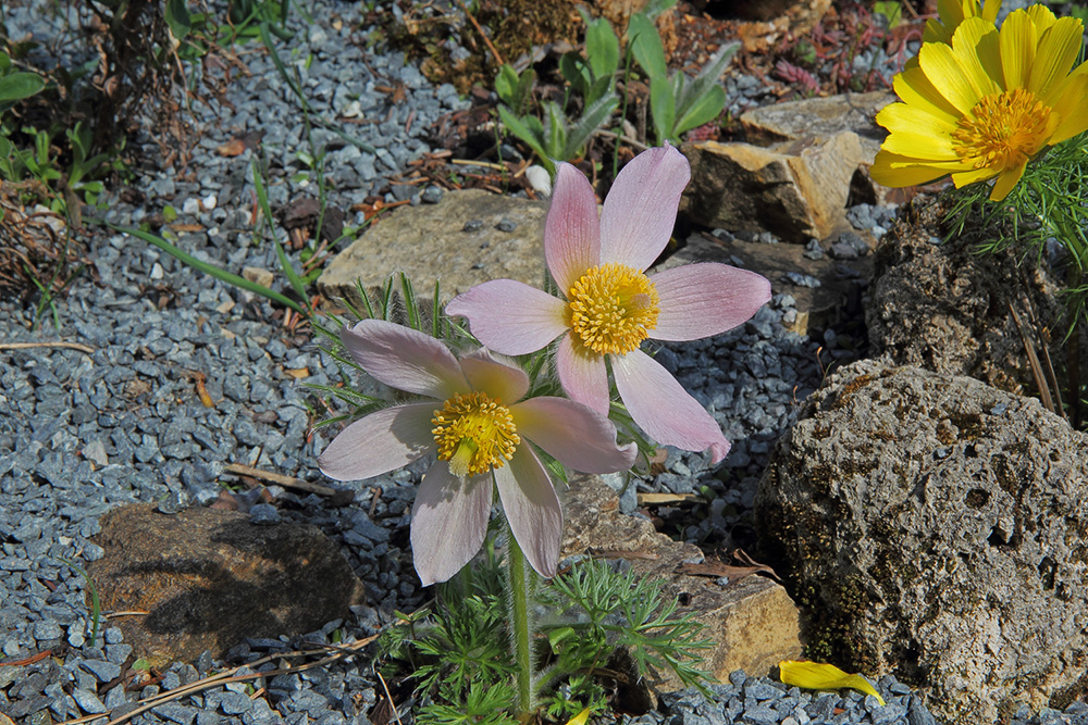 Pulsatilla vulgaris "Perlenglocke" - eine Neuzüchtung die ich das erste mal zeige