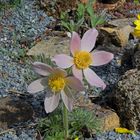 Pulsatilla vulgaris "Perlenglocke" - eine Neuzüchtung die ich das erste mal zeige