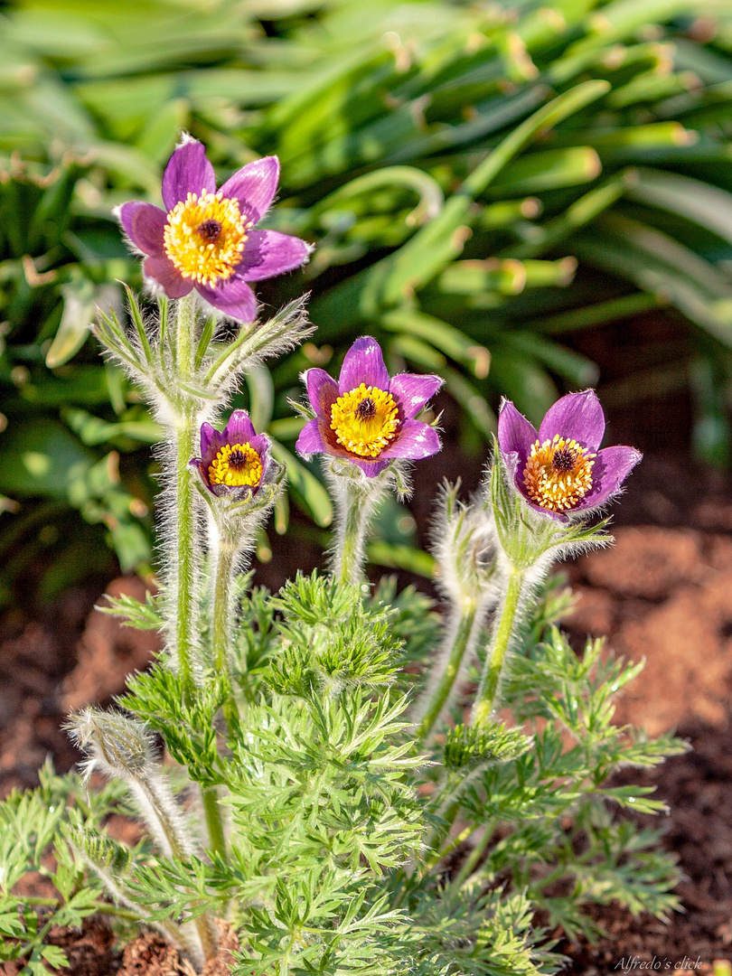 Pulsatilla vulgaris Pink *