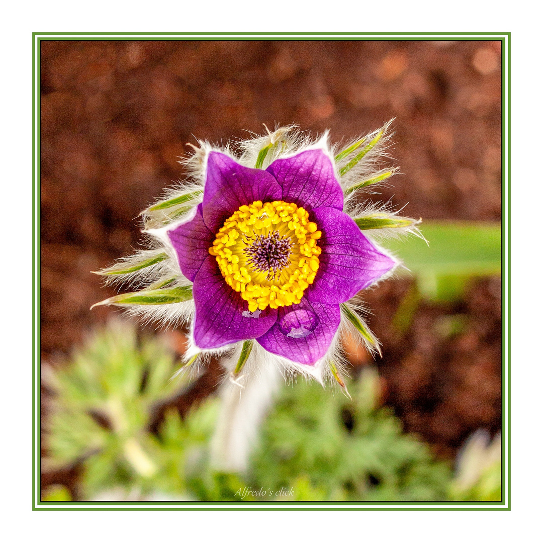 Pulsatilla vulgaris Pink