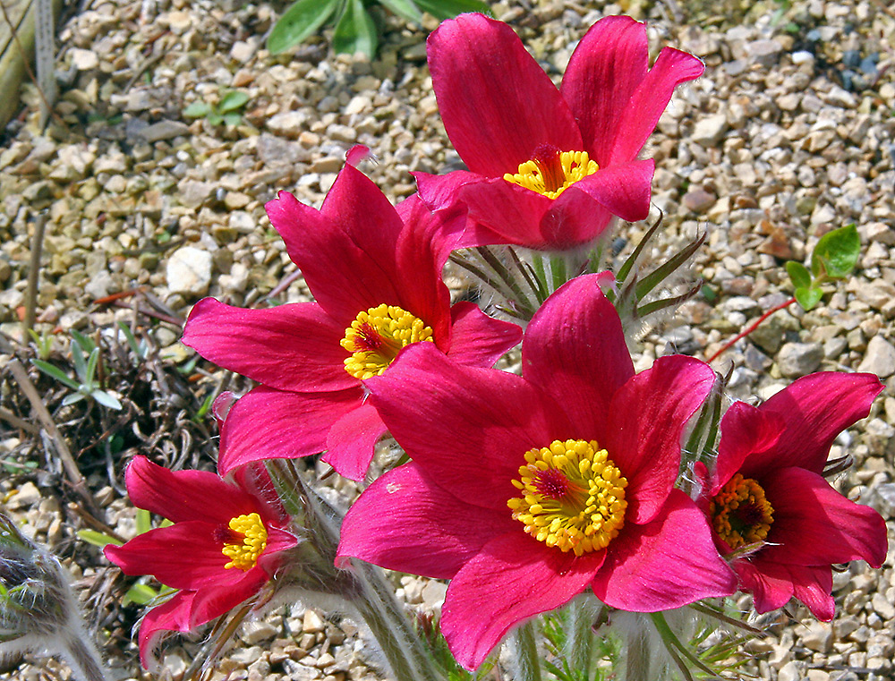 Pulsatilla vulgaris - "röde Klokke"