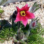 Pulsatilla vulgaris "Röde Klokke" - eine rote Zuchtform der Küchenschelle