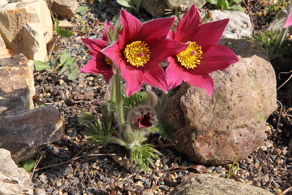 Pulsatilla vulgaris rot