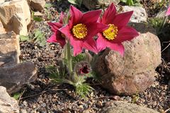 Pulsatilla vulgaris rot