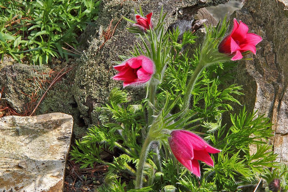 Pulsatilla vulgaris rot