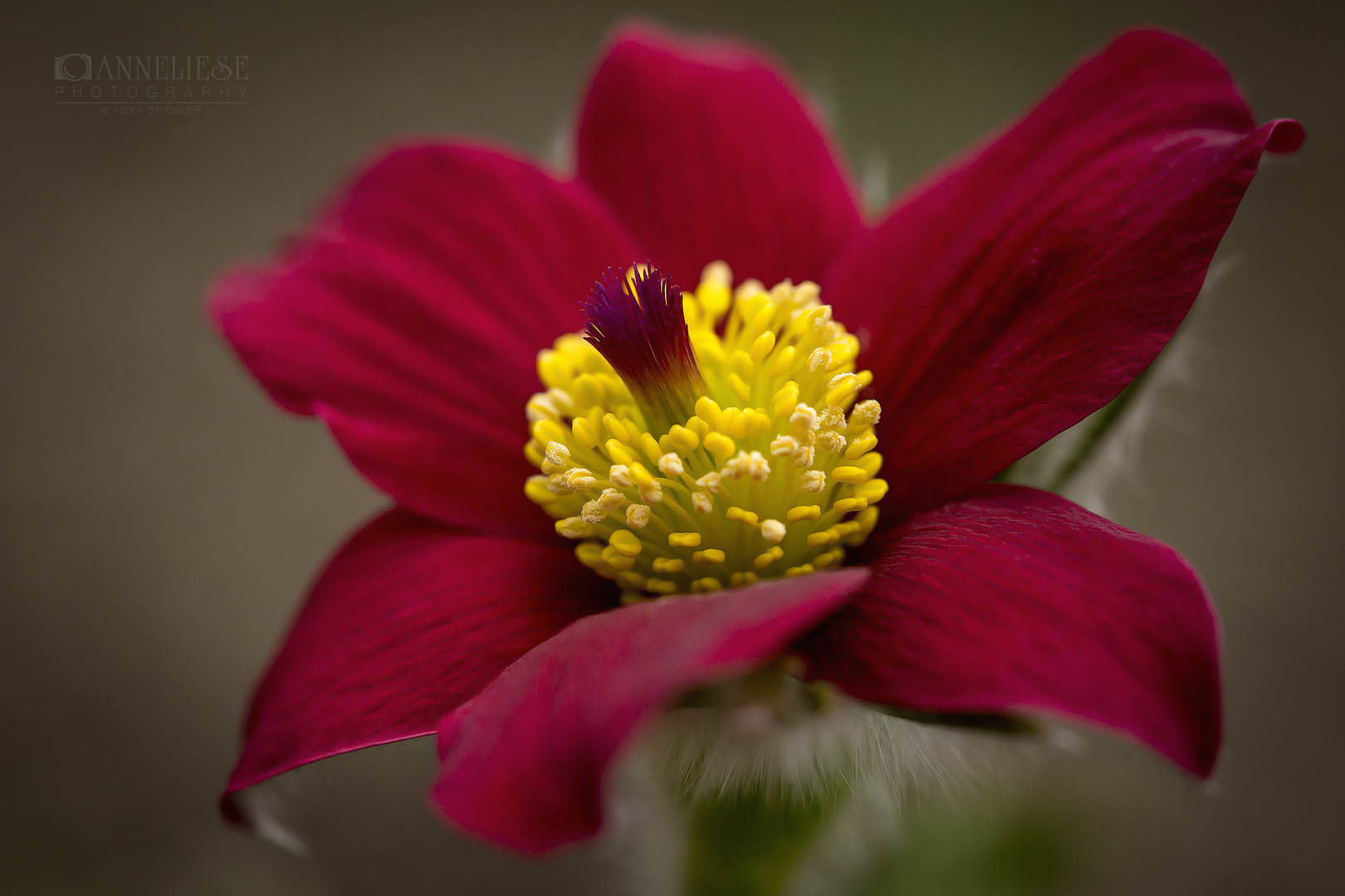 Pulsatilla vulgaris rot