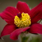 Pulsatilla vulgaris rot