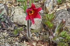 Pulsatilla vulgaris Rote Glocke