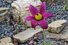 PulSatilla vulgaris "rote Glocke"