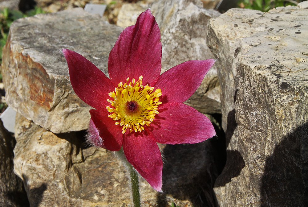 Pulsatilla vulgaris rote Glocke