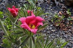 Pulsatilla  vulgaris rote Glocke