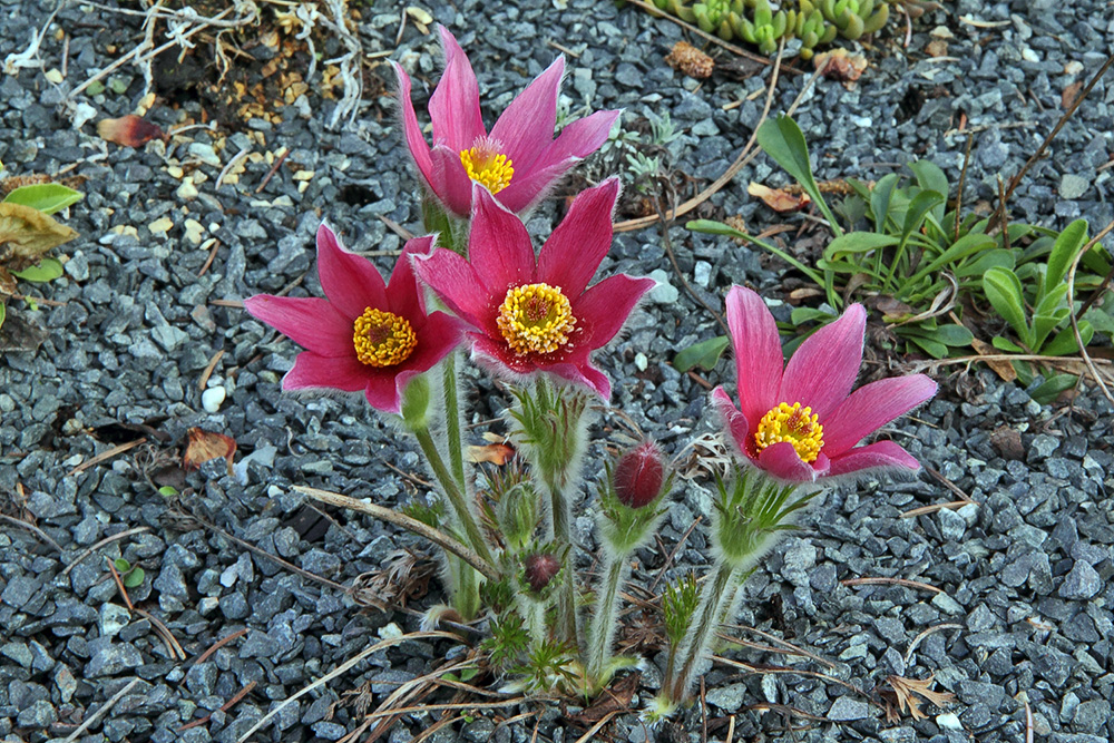 Pulsatilla vulgaris rote Glocke