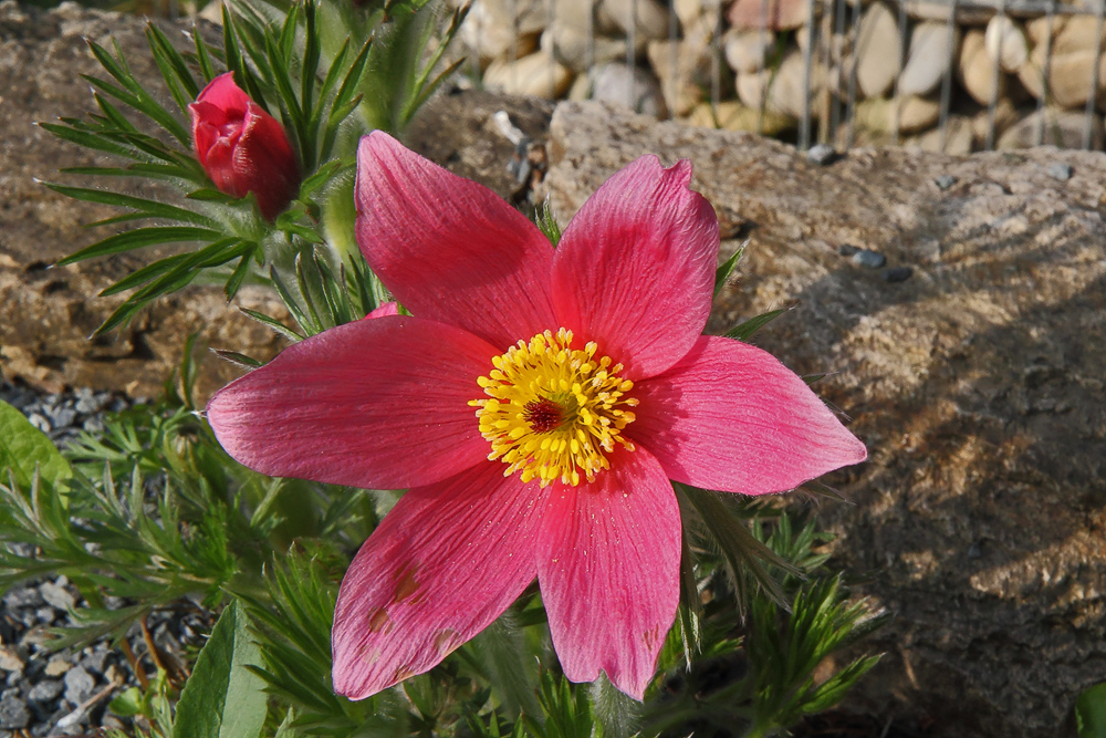 Pulsatilla vulgaris rote Glocke