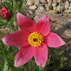 Pulsatilla vulgaris rote Glocke