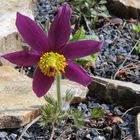 Pulsatilla vulgaris Rote Glocke