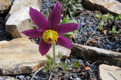 Pulsatilla vulgaris Rote Glocke