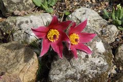 Pulsatilla vulgaris "Rote Glocke"