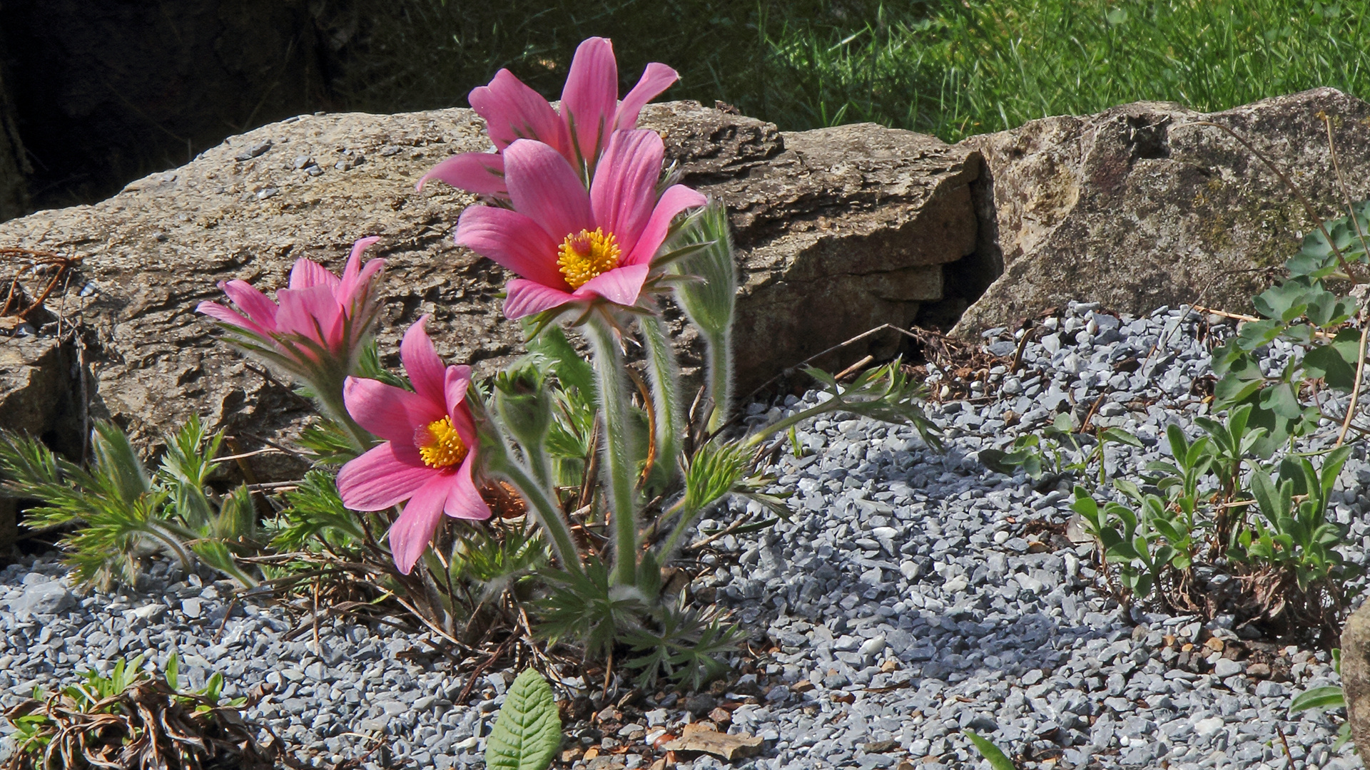 Pulsatilla vulgaris Rote Glocke als eine holländische Züchtung...