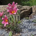 Pulsatilla vulgaris Rote Glocke als eine holländische Züchtung...