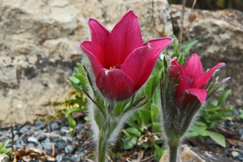 Pulsatilla vulgaris Rote Glocke