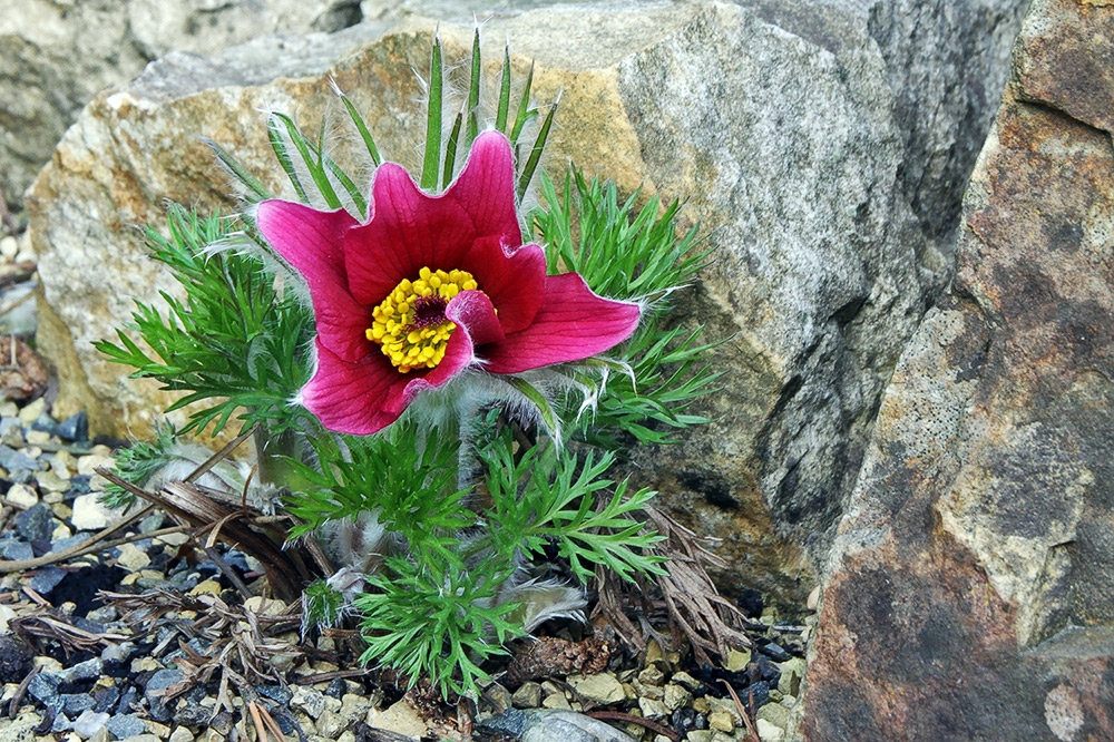 Pulsatilla vulgaris Rote Glocke