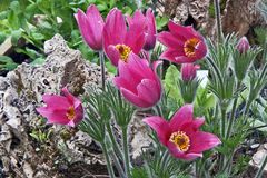 Pulsatilla vulgaris Rote Glocke