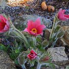 Pulsatilla vulgaris  rote Glocke -eine holländische Züchtung der Kuhschelle...