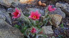 Pulsatilla vulgaris  rote Glocke -eine holländische Züchtung der Kuhschelle...