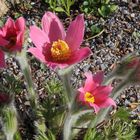 Pulsatilla vulgaris " rote Glocke" eine wohl in Holland...