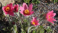 Pulsatilla vulgaris " rote Glocke" eine wohl in Holland...