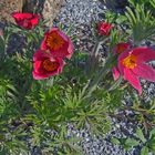 Pulsatilla vulgaris "Rote Glocke" - Küchenschelle