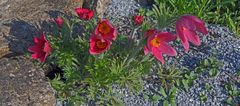 Pulsatilla vulgaris "Rote Glocke" - Küchenschelle