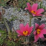 Pulsatilla vulgaris Rote Glocke vor einem halben Jahr im Garten