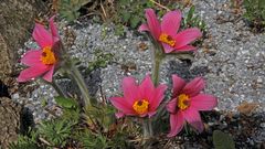 Pulsatilla vulgaris Rote Glocke vor einem halben Jahr im Garten