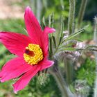 Pulsatilla vulgaris "rote Glocke" - Zuchtform der Küchenschelle