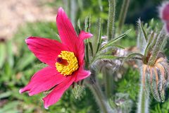 Pulsatilla vulgaris "rote Glocke" - Zuchtform der Küchenschelle