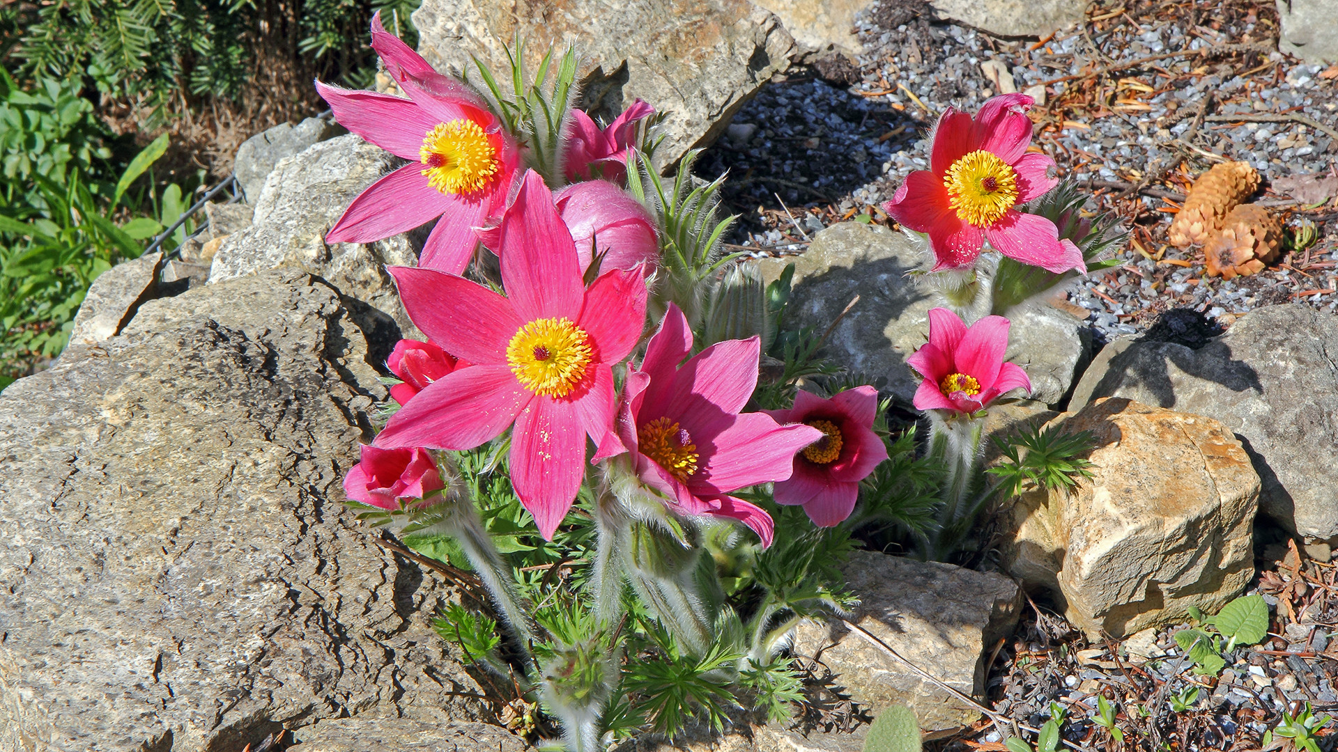 Pulsatilla vulgaris  Rote Glocke...eine feine holländische Züchtung