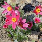 Pulsatilla vulgaris  Rote Glocke...eine feine holländische Züchtung