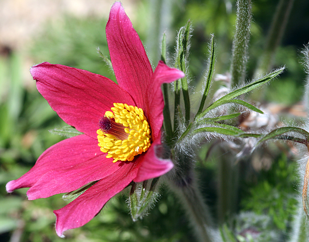 Pulsatilla vulgaris - (rote Zuchtform)