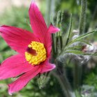 Pulsatilla vulgaris - (rote Zuchtform)