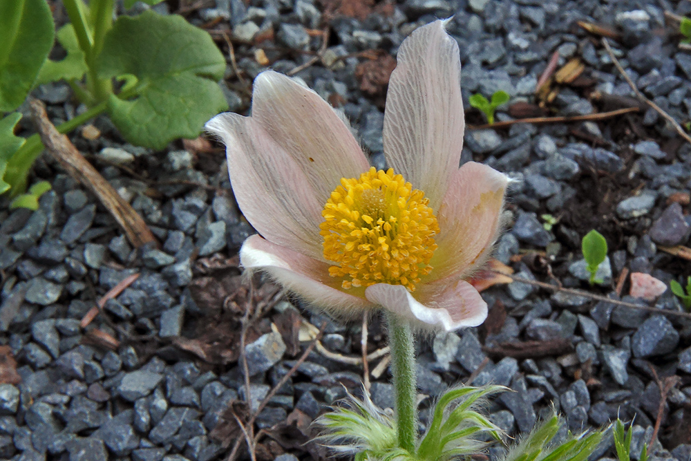 Pulsatilla vulgaris spz. Perlenglocke