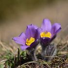 Pulsatilla vulgaris var. costeana 2019 