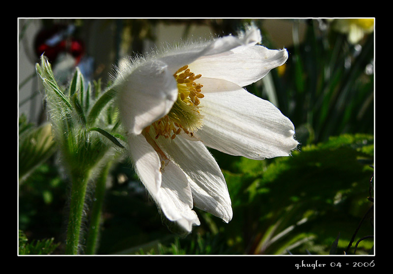 Pulsatilla weiß