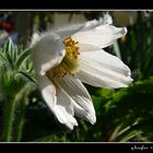 Pulsatilla weiß